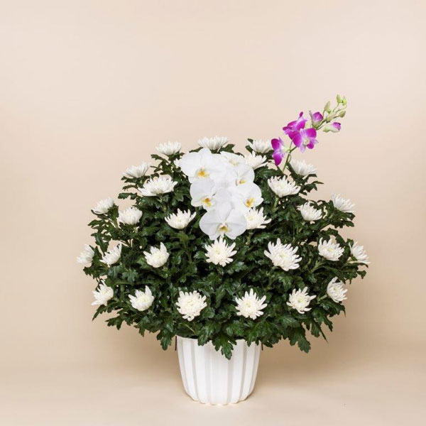 菊花供花一基①