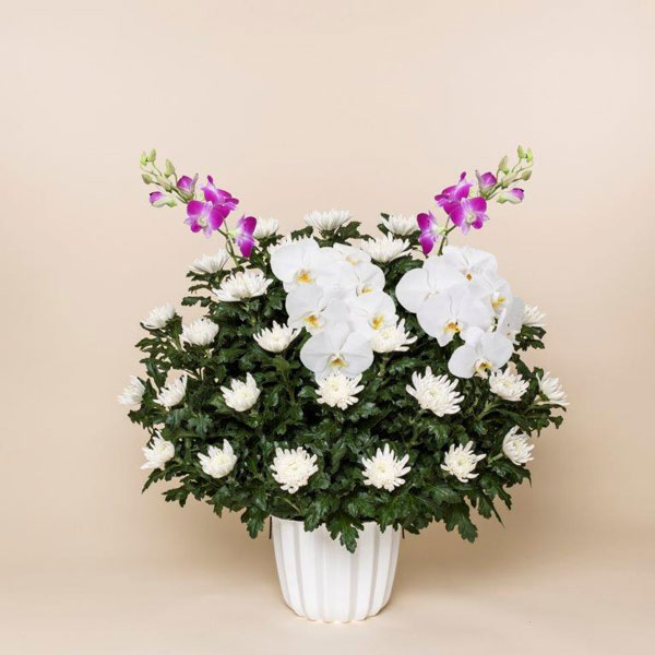 菊花供花一基②