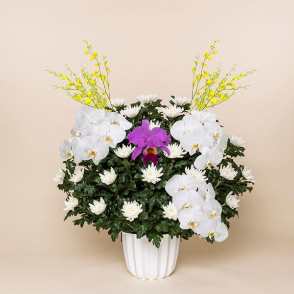 菊花供花一基③
